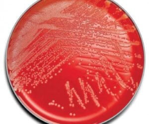 Prepared Media BD 297030 BBL Standard Methods Agar Mono-Plate Format