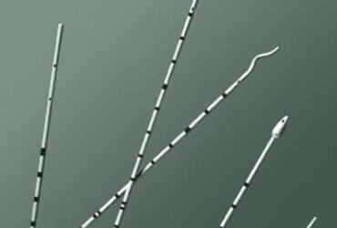 Bard # 444528 Ureteral Catheter Bard® Olive Tip Polyurethane 5 Fr. 28 Inch