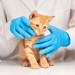 Medical Blue Nitrile Exam Gloves NGPF-7003 (Box of 100) L - Image 2