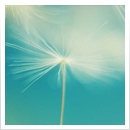 Dynarex 1450 Cold Hot Medicated Patches - XL Back, 5.5" x 9.8" (14cm x 25 cm), 36/3/cs